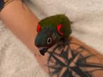 Pyrrhura emma, Dieren en Toebehoren, Vogels | Parkieten en Papegaaien, Geslacht onbekend, Geringd