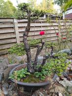 Bonsai larix, Tuin en Terras, Ophalen