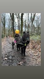 A-pony, Vermifugé, Poney d'attelage, Débourré, Poney A (jusqu'à 1.17 m)