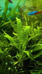 Aquariumplanten - Aquarium, Dieren en Toebehoren, Ophalen, Nieuw, Plant(en), Steen of Hout