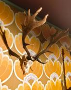 Gewei met schedel, Ophalen, Gebruikt, Hert, Schedel