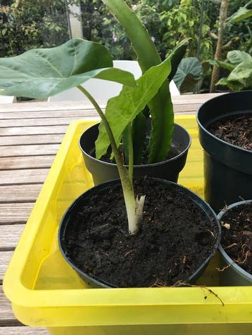 Alocasia Portadora/olifantsoor beschikbaar voor biedingen