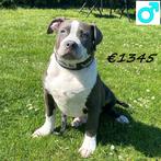 American Bully (XL) machtige pups te koop, Dieren en Toebehoren, 15 weken tot 1 jaar, Buitenland, CDV (hondenziekte), Meerdere