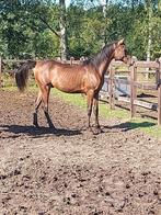 Mooie Arabier hengsten van 1.5 jaar oud met stamboek ., Dieren en Toebehoren, Minder dan 160 cm, B, 0 tot 2 jaar, Hengst