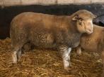 Poll dorset ram, Mâle, Mouton, 0 à 2 ans