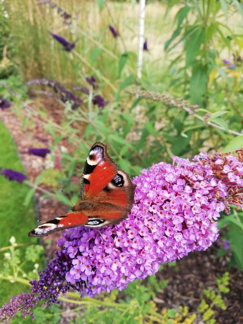 Vlinderstruik,  buddleja daviddii, Tuin en Terras, Planten | Tuinplanten, Ophalen of Verzenden