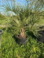 SUPERBES PALMIERS BUTIA CAPITATA en pot de 30l  de 199€ l'un, En pot, Enlèvement ou Envoi