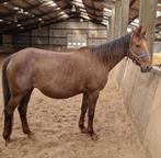 Drachtige franse draver merry Naam Tinka, Dieren en Toebehoren, Merrie, Gechipt, Niet van toepassing, 160 tot 165 cm