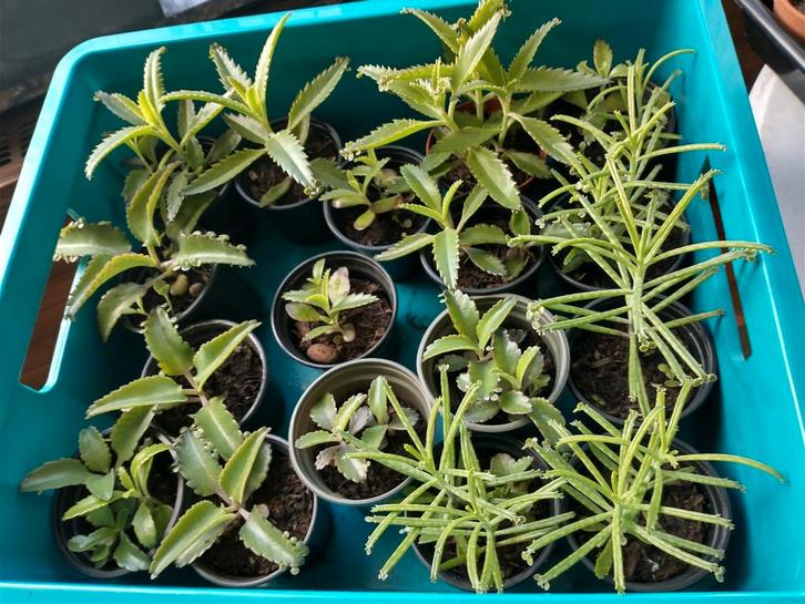 kalanchoes (mother of 1000), jonge plantjes en grotere, Tuin en Terras, Planten | Tuinplanten, Ophalen