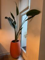 Paradijsvogelplant in pot, Huis en Inrichting, Kamerplanten, Ophalen, 200 cm of meer, Overige soorten, Halfschaduw