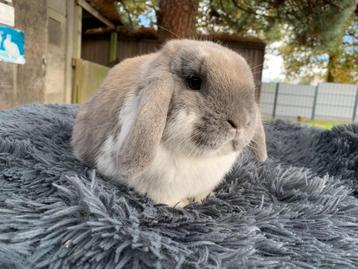 Nederlands hangoordwerg isabella bonte ram beschikbaar voor biedingen
