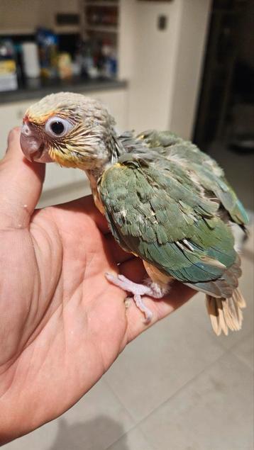 Jonge Pyrrhura met de hand grootgebracht beschikbaar voor biedingen
