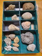 Fossielen, Verzamelen, Mineralen en Fossielen, Ophalen