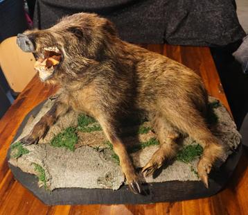 groot taxidermie everzwijn beschikbaar voor biedingen