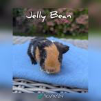 Vrolijk cavia beertje Jelly Bean - adoptie, Dieren en Toebehoren, Mannelijk, Cavia, Tam