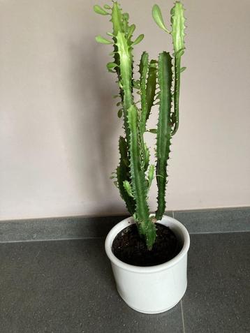 Euphorbia  beschikbaar voor biedingen