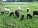 Ouessant ram lam, Schaap, Meerdere dieren, 0 tot 2 jaar