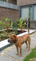 Robomow RT 300, Tuin en Terras, Robomow, Nieuw, Ophalen of Verzenden, Minder dan 20 cm
