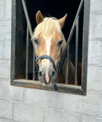 Leuke haflinger, Dieren en Toebehoren, Gechipt, B, Ruin, 11 jaar of ouder