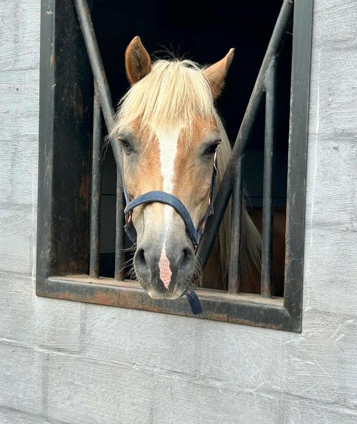 Leuke haflinger, Dieren en Toebehoren, Pony's, Ruin, B, D pony (1.37m tot 1.48m), Recreatiepony, 11 jaar of ouder, Gechipt, Ontwormd