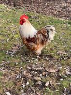 Kriel haantje, Dieren en Toebehoren, Mannelijk, Kip