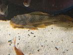 Pleco l-14, Dieren en Toebehoren, Vissen | Aquariumvissen