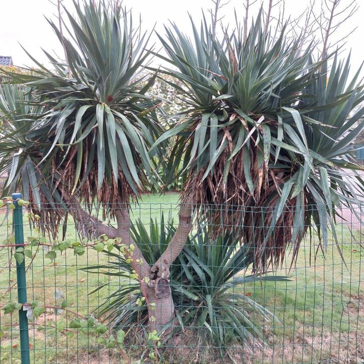 Yucca, Jardin & Terrasse, Bulbes & Semences, Enlèvement