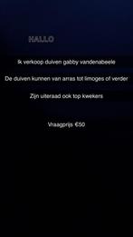 Duiven half Rudy’s