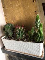 Cactus de trois différents types 65€, Maison & Meubles, Plantes d'intérieur, Cactus