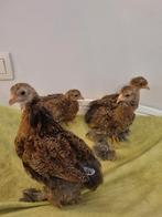 2 koppels brahma kriel meerzomig goudpatrijs, Dieren en Toebehoren, Pluimvee
