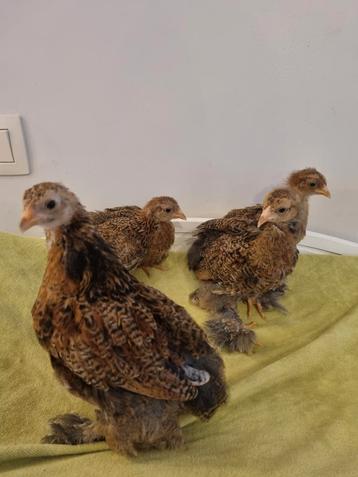 2 koppels brahma kriel meerzomig goudpatrijs