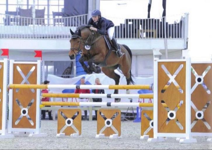 Ruiter jonge paarden, Dieren en Toebehoren, Paarden, 3 tot 6 jaar