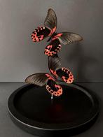 Splendide Envol de 2 Papillons Exotiques Papilio Rumanzovia, Insecte, Animal empaillé, Enlèvement ou Envoi, Neuf