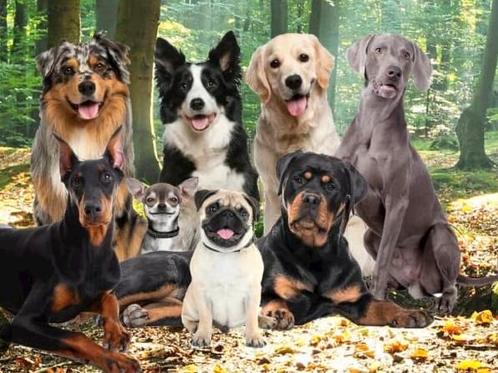 Hondencoach, Diensten en Vakmensen, Dieren | Honden | Verzorging, Oppas en Les, Particuliere oppas, Pension of Dagopvang, Training of Cursus