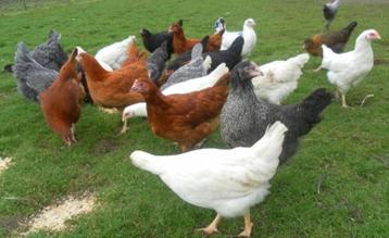 Legkippen 6 maanden oud - +/- 20 rassen - 0472/510971 beschikbaar voor biedingen