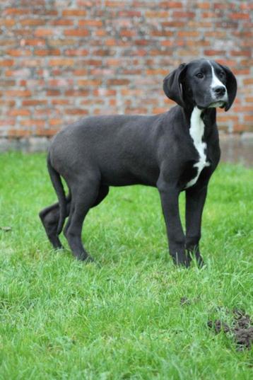 duitse dog pups  zwart beschikbaar voor biedingen