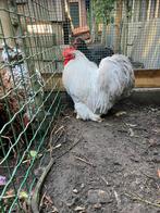 Cochin krielen 25 € per stuk, Dieren en Toebehoren