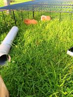 Cavia's, Februari, Meerdere dieren