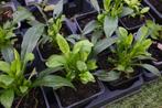 Aster (2 soorten), Ophalen, Herfst, Vaste plant, Volle zon