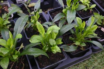 Aster (2 soorten), Tuin en Terras, Planten | Tuinplanten, Ophalen, Herfst, Vaste plant, Volle zon