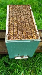 Colonie d'abeilles Buckfast en ruchette Dadant, Jardin & Terrasse, Enlèvement ou Envoi, Neuf