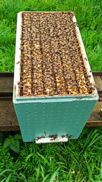 Colonie d'abeilles Buckfast en ruchette Dadant