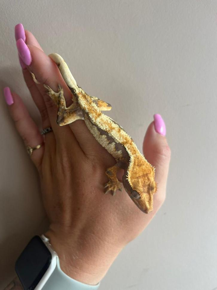 Last call for Houten! Whitewall 0.1, Dieren en Toebehoren, Reptielen en Amfibieën, Overige soorten, 0 tot 2 jaar
