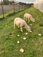 Schapen ooien, Dieren en Toebehoren, Schapen, Geiten en Varkens, Vrouwelijk, Schaap