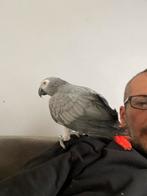 Perle gris du Gabon super bien apprivoiser