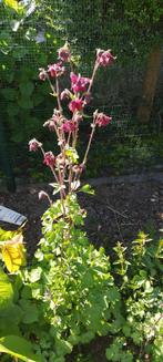Bloemen, Tuin en Terras, Ophalen