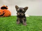 Nestje Yorkshire Terrier pups