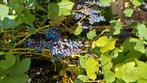 Druiven, Tuin en Terras, Planten | Struiken en Hagen, Ophalen