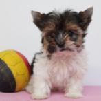 Biewer Yorkshire puppy's te koop (Belgisch), Yorkshire Terriër, België, Handelaar, CDV (hondenziekte)