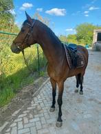 Huurpaard aangeboden, Dieren en Toebehoren, Paarden, Springpaard